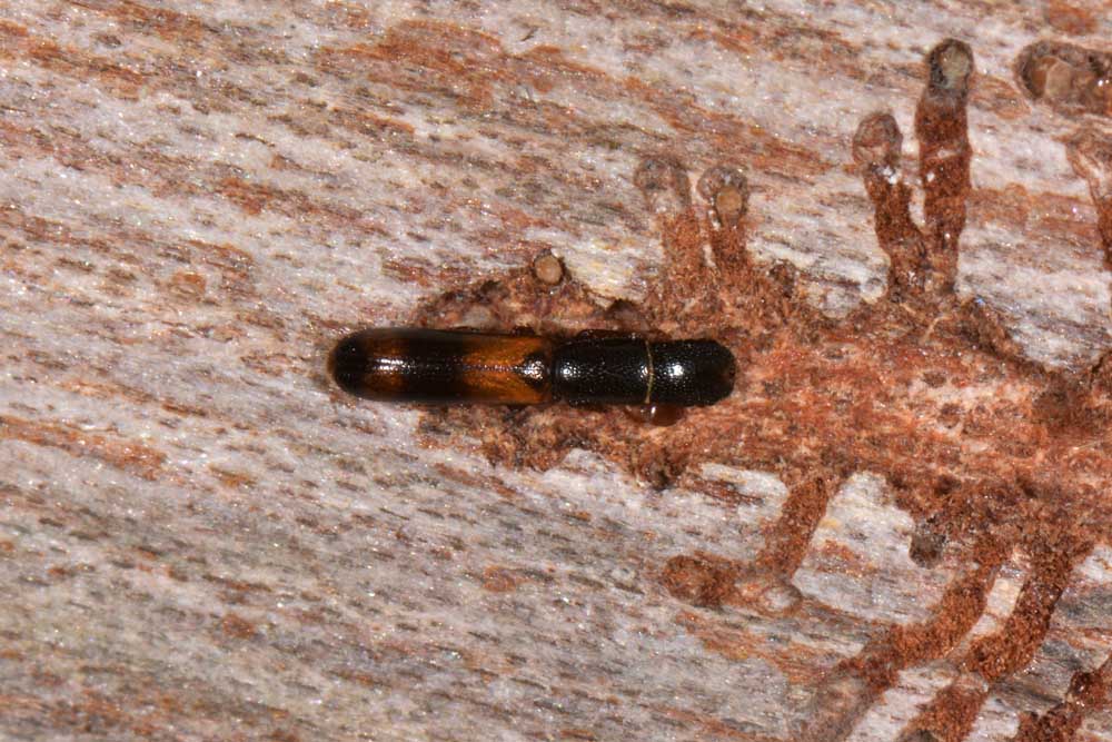 Trogositidae:   Nemozoma elongatum